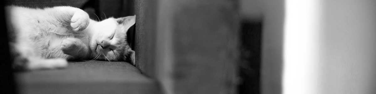 Pet supplies and pet care deals from The Best Coupons US